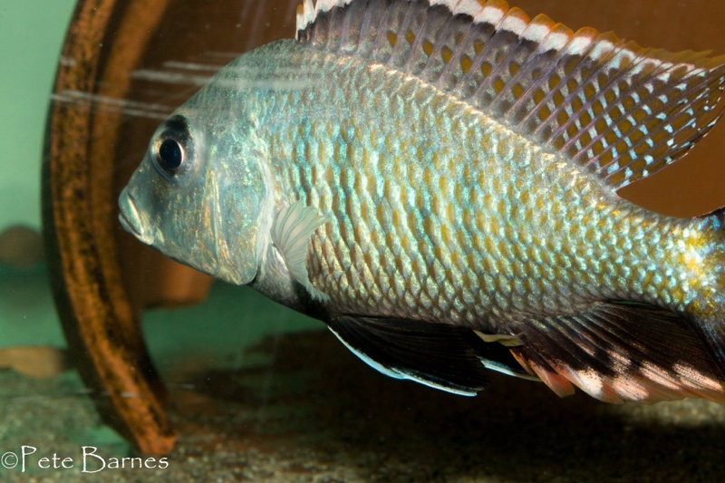 Lethrinops chilingali 'Lake Chilingali'